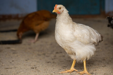 Chickens in the farmyard on a sunny day. chickens on the traditional free range poultry farm in the village. Eco meat from farming.