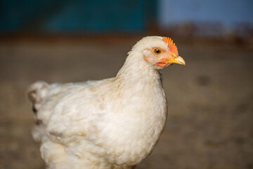 Chickens in the farmyard on a sunny day. chickens on the traditional free range poultry farm in the village. Eco meat from farming.