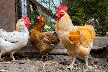 Chickens in the farmyard on a sunny day. chickens on the traditional free range poultry farm in the village. Eco meat from farming.