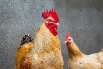 Chickens in the farmyard on a sunny day. chickens on the traditional free range poultry farm in the village. Eco meat from farming.