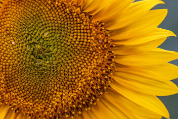 Close-up of a vibrant sunflower in full bloom, showcasing yellow petals and intricate seed head details.