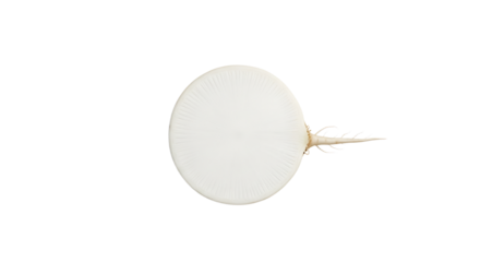 Close-up studio shot of a freshly cut white radish on a clean white background