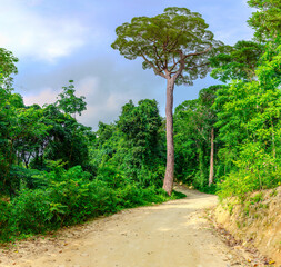Lush green mountains of Patong and Kalim a trpoical rainforest in the hills overlooking Patong Beach on the island of Phuket Thailand 