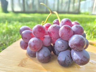 fresh pink grapes with water droplets visible on them. healthy eating concept