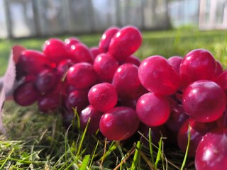 fresh pink grapes with water droplets visible on them. healthy eating concept