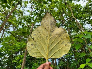Hand holding a large yellow leaf with black spots in a green forest background