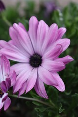 Obraz premium pink and purple flower