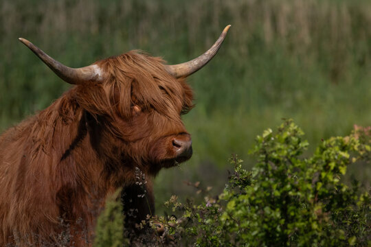 Highland cattle (Bov Taurus) grazing in natual environment