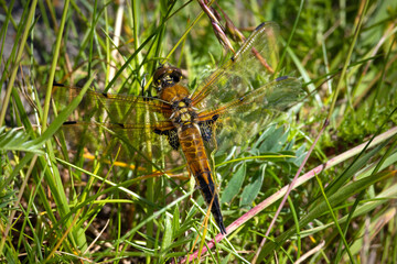 Four spotted Chaser Dragonfly - Libellula quadrimaculata