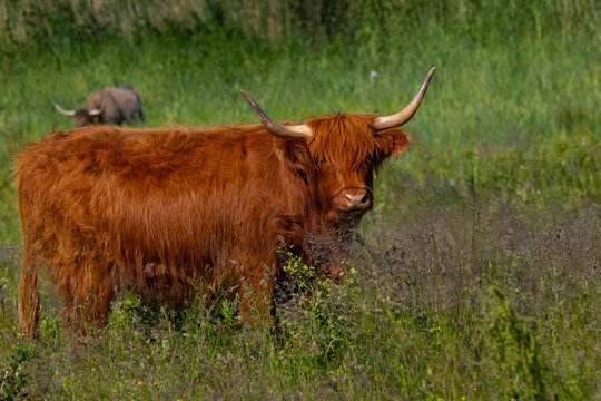 Highland cattle (Bov Taurus) grazing in natual environment