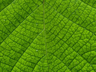 Close-up of green leaf surface showing intricate vein patterns and natural texture