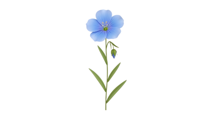 Elegant Single Blue Flax Flower with Green Stem Isolated on White Background