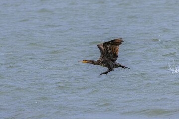 Great Cormorant (Phalacrocorax carbo) taking flight