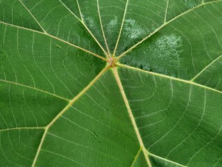 Close-up of green leaf surface showing intricate vein patterns and natural texture