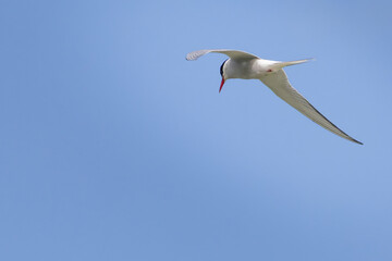 A polar tern floating on the background of a blue