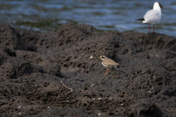 common ringed plover or ringed plover Charadrius hiaticula
