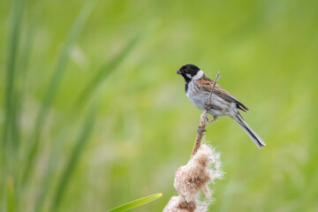 Common reed bunting male on the reed
