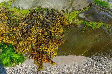 Close up of bladderwrack on a Co. Down beach used as a cooking ingredient and also a source of...
