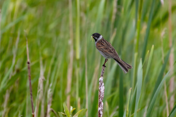 Common reed bunting male on the reed