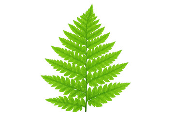 Vibrant green fern leaf isolated on a transparent background, perfect for nature-themed designs and projects