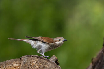 Red-backed shrike male , Lanius collurio. A bird sits on an old trunk