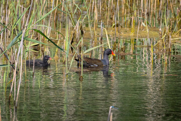 Common moorhen Gallinula chloropus