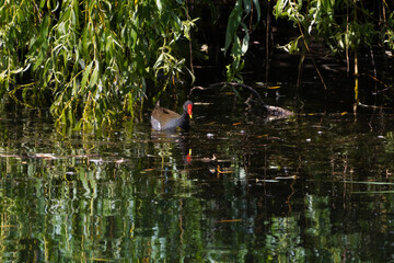 Moorhen (gallinula chloropus) swimming in the water