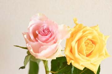 ピンクと黄色のばら