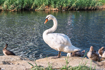 Wild swans with their offspring on a pond in the reeds. Incredibly beautiful nature and birds.