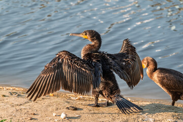 Great cormorant, Phalacrocorax carbo, sits on stone and dries its wings on the wind.