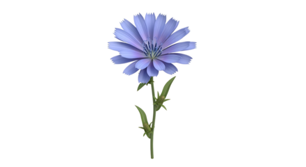 Isolated chicory flower blossom against a clean white backdrop adding elegance