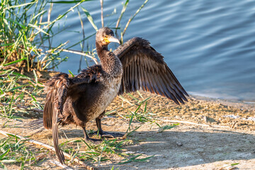 Great cormorant, Phalacrocorax carbo, sits on stone and dries its wings on the wind.