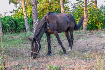 Brown horse grazing in the pasture with a lot of flies on the face