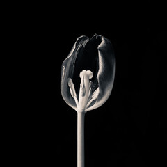 Still life of dying flowers