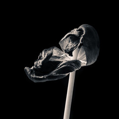 Naklejka premium Still life of dying flowers