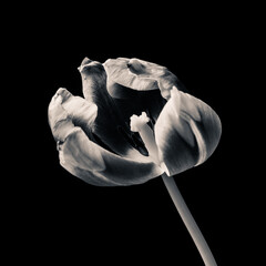 Still life of dying flowers