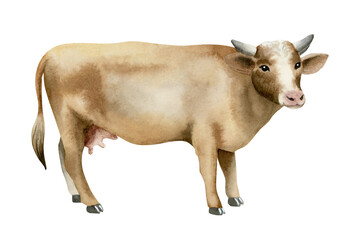 Brown cow watercolor illustration isolated on white. Dairy farm animal clip art in realistic style for village and countryside designs. Hand drawn cattle sketch