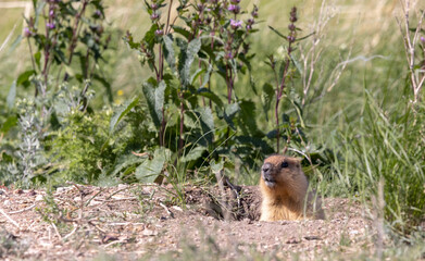 A sandy-colored marmot hides in a hole in a grassy field
