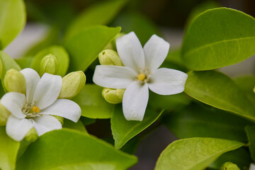 Close-up of orange Jessamine blooming on plant