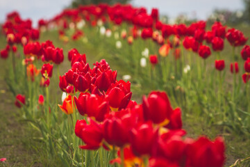 Fields of red and yellow tulips