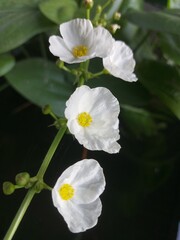 Close-Up of Blooming White Water Plant Blossoms in Pond