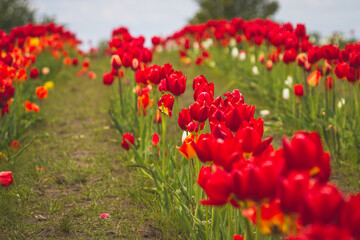 Fields of red and yellow tulips