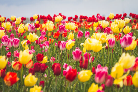 Fields of red and yellow tulips