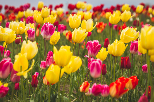 Fields of red and yellow tulips