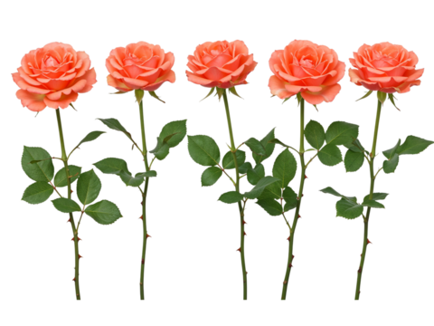Five beautiful coral roses with green leaves and thorns isolated on transparent background - Powered by Adobe