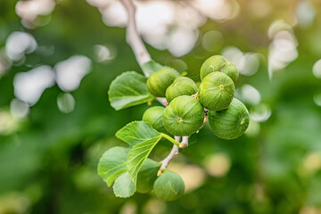 Close up of unripe green figs growing on a branch of a fig tree with green leaves, bathed in soft sunlight, during a sunny spring day