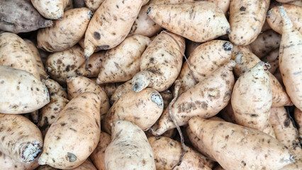 Close-up view of many sweet potatoes.
