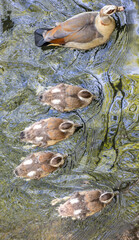 duck with ducklings in a city pond with clean water

