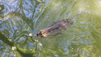 shaggy beaver in a pond with clear water
