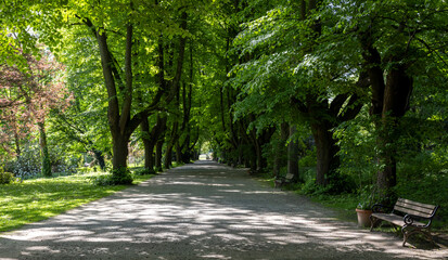 tall dark trees with thick green foliage in a European park

